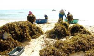 SARGASSUM SÉCHÉ EN GROS, ALGUE SARGASSUM, BON PRIX - Product Image 5
