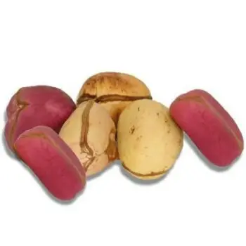 Bitter Kola Nut for Exports