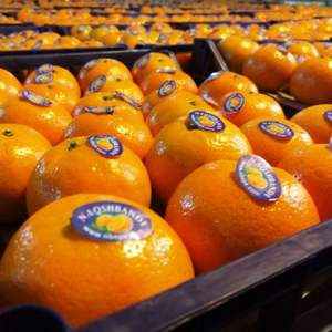 Nqshbandi — hinin Orange du Pakistan, origine japon, Orange - Product Image 5