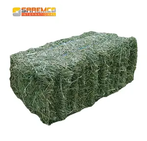 Rhodes Grass hay bales Export From Pakistan and Indian Subcontinent Region
