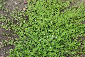En iyi % 100% saf <span class=keywords><strong>Bacopa</strong></span> Monnieri özü - Product Image 3