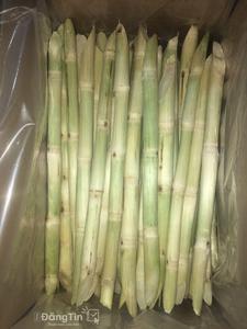 ¡La mejor calidad de caña de azúcar Stick/caña de azúcar a apriete agua de Viet Nam(Ms! Lee: + 84987731263) - Product Image 4