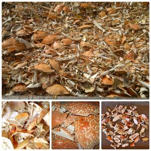 Venta al por Mayor de Conchas de Cangrejo Secas de Primera Calidad para la Producción de Quitina y Alimento para Ganado, Empaquetado en Bolsas - Modelo Hana - Product Image 2