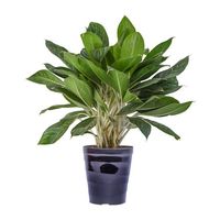 Pot Bunga Tepi Gelombang Tinggi Harga Murah, 2 Ukuran (Tinggi, Rendah)