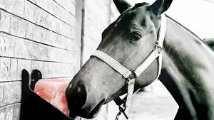 Sel naturelle, soin des animaux - Product Image 3