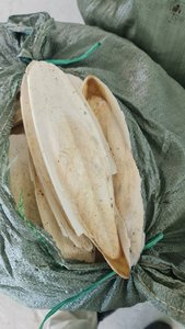 Hổ phách mự<span class=keywords><strong>c</strong></span> xương cho chim <span class=keywords><strong>c</strong></span>á chó gia sú<span class=keywords><strong>c</strong></span> nhập khẩu mã + 84383004939 - Product Image 5