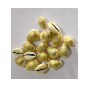 YELLOW COWRIES COWRY SHELLS - Product Image 1