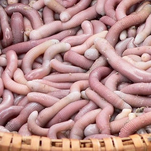 近代化された釣りのためにピーナッツワームを購入する Alibaba Com