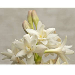 Huile de parfum de luxe, Rose, Tube en Tube d'huile aromatique, bougie forte - Product Image 2