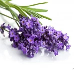 Aromatic Essential Lavender Oil Best Quality Body Care Massage & Diffuser Oil Ready To Ship To United States