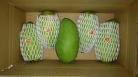 Export verse mango's 8kg/doos, ISO gecertificeerd, kwaliteit A, Vietnam oorsprong, met voordelige prijs. HP 0084 917 476 477