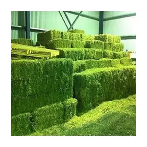 Premium Grade Alfalfa Hay Tierfutter Alfalfa, Heu/Alfalfa Heu Pellets Timothy Hay/Alfalfa in Ballen