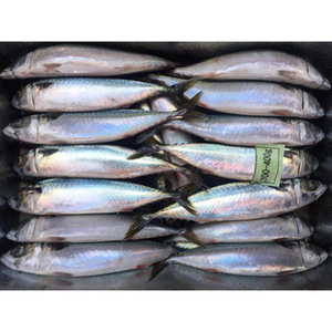Affordable Salted Herring From Discount Suppliers Low Moq New Packaging Alibaba Com