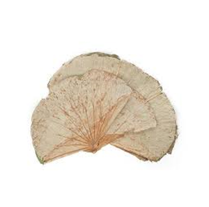 Feuilles de lotus entières séchées avec des pièces décoratives dans une grande peinture - Matériaux naturels vietnamiens - Product Image 2