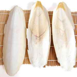 Hueso de Sepia Seco y Limpio, Blanqueado y Recortado, Natural Blanco, 8% de Humedad, para Aves - Product Image 6