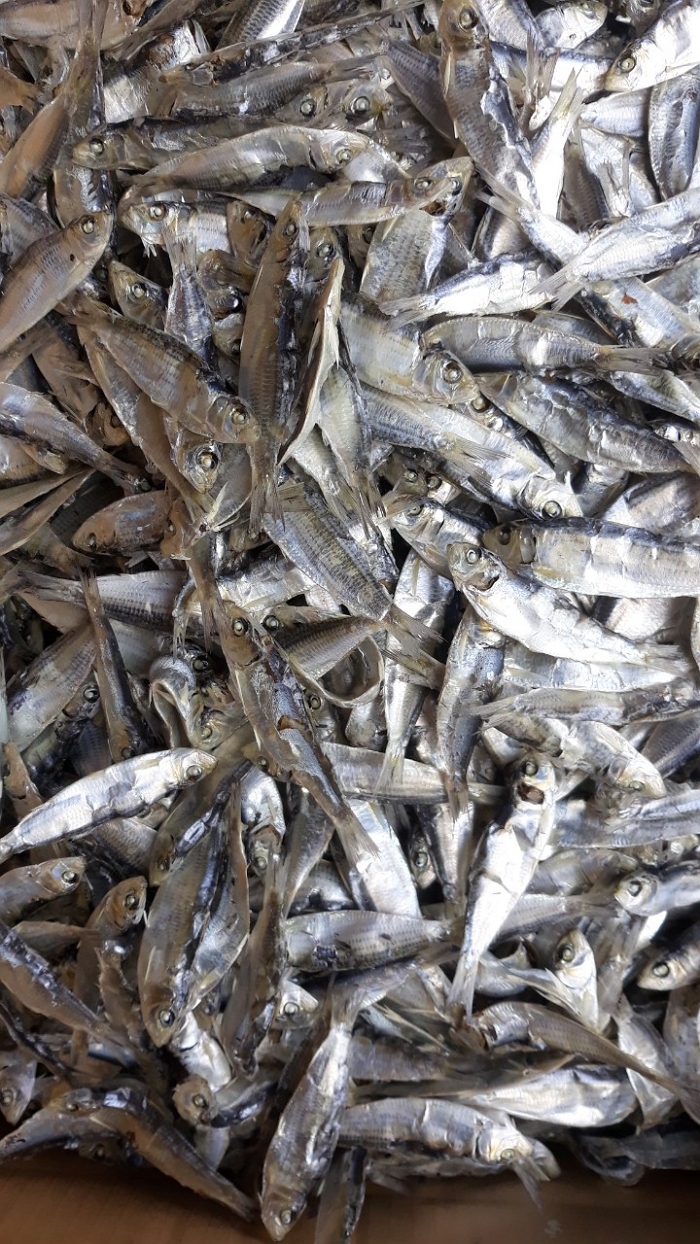 Wholesale Dry Fish/ Dried Sardine from Vietnam AD a Grade DRIED FISH