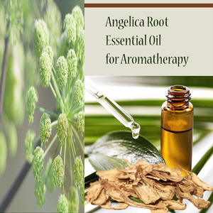 Aceite esencial puro de raíz de Angélica certificado orgánico a granel exportado por exportador a granel - Product Image 4