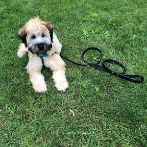 1 Inch Leather Dog <b>Leash</b> - Product Image 1