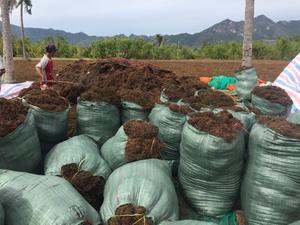 Alga Sargassum, alta calidad de Vietnam/Shyn Tran - Product Image 5