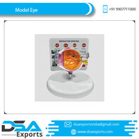 Modelo de ojo anatómico de alta calidad (ojo inteligente) Modelo de globo ocular anatómico médico al mejor precio
