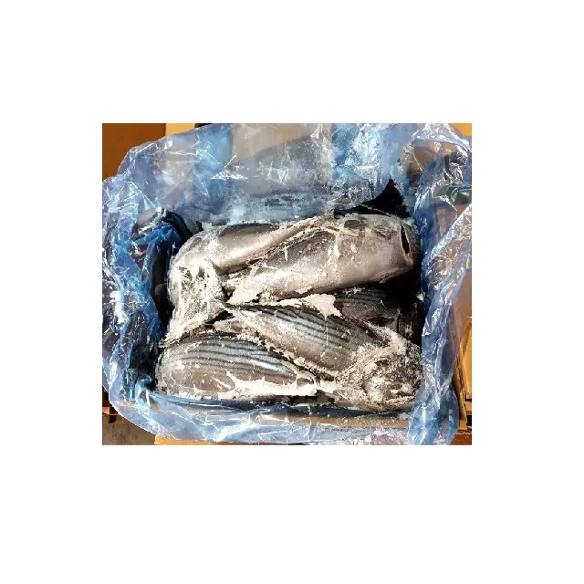Frozen Korean Striped bonito Sarda orientalis good fish for hrowing children and middle-aged adults family