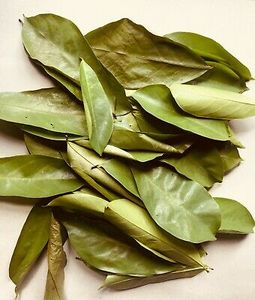 PRODUIT CHAUD : Feuilles de corossol séchées / feuilles de graviola pour la santé - Le corossol protège la santé du Vietnam / AXEL + 84 38 776 0892 - Product Image 5