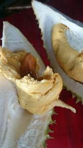 Durian frais/durian glacé du Vietnam au meilleur prix en 2020 - Product Image 6