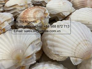Concha de Vieira Seca de Alta Calidad a Bajo Precio de Vietnam/Sra. Thi Nguyen +84 988 872 713 - Product Image 5