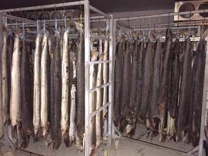 Sailfish congelé Marlin HGT du Vietnam prix bon marché - Product Image 2