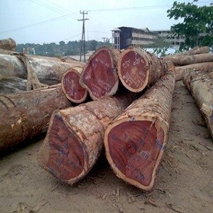 Doussie Holzstämme: Hochwertiges rundes Teakholz, Tali , <span class=keywords><strong>Padouk</strong></span>