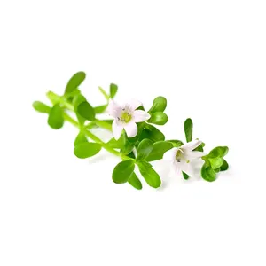 面向批发买家的热销优质Bacopa Monnieri