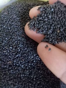 Semillas secas de albahaca, Axel + 84 38 776 0892 - Product Image 3