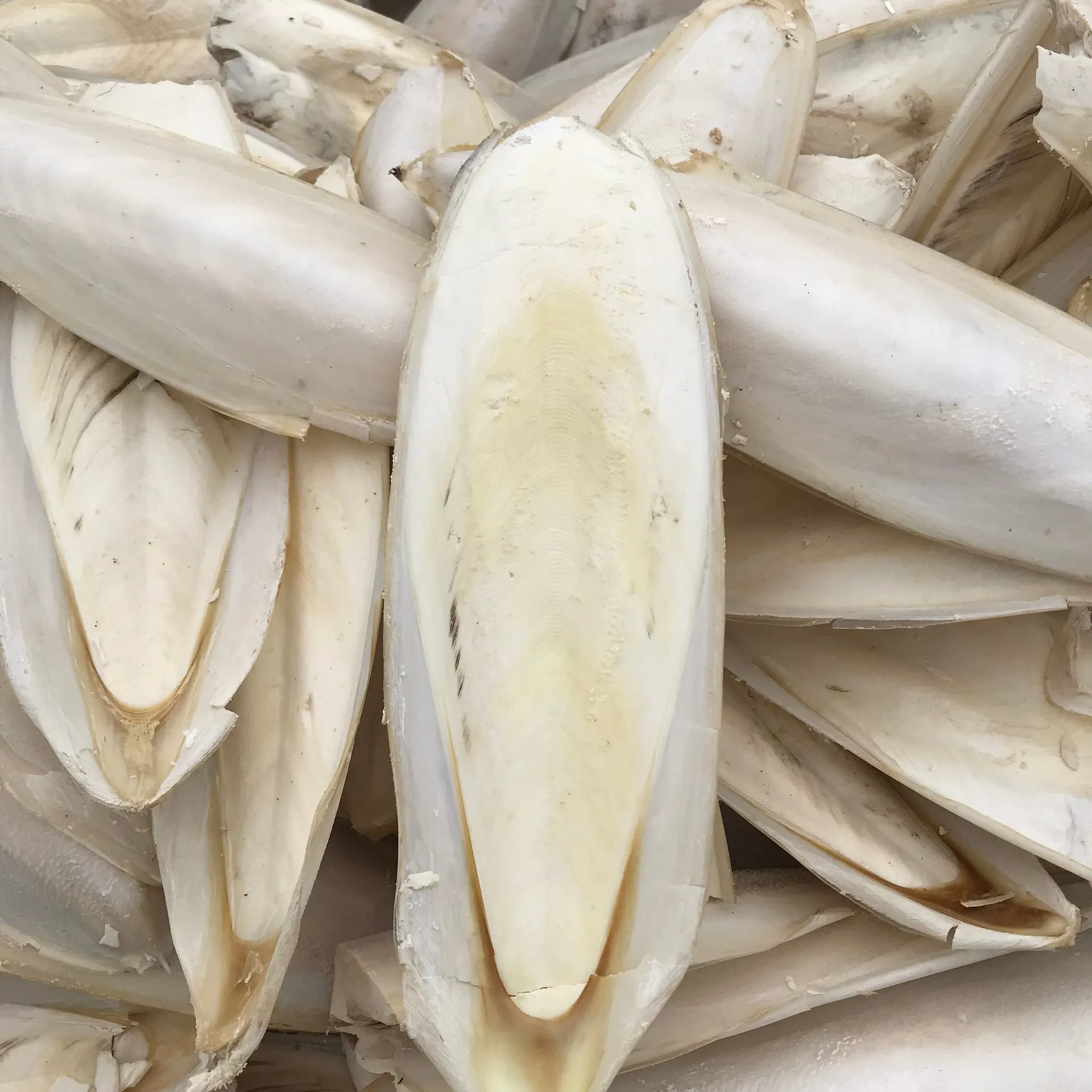 Cuttlefish Bone Cuttlebone Cuttle Fish Bones Dried Squid Bone- HIGH QUALITY - BEST PRICE - VIETNAM/ Ms. Ann +84 902627804