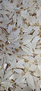 Magníficas hojas de hueso de búfalo pluma tallada detalle dorado Shell Coral Natural blanco negro colorido cuentas sueltas fabricación de joyas - Product Image 2