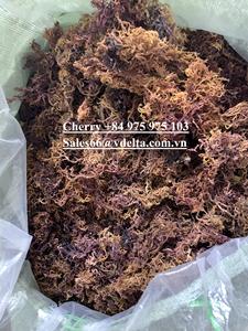 Muestra gratuita de seamoss dorado-morados secos de la mejor calidad de Vietnam/Sra. Lily - Product Image 6