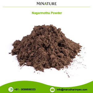 Nagarmotha-Polvo de alta calidad, precio de mercado bajo, para compradores a granel - Product Image 2