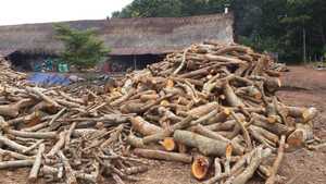 Reliable Vietnam Khaya Black Charcoal – Premium Quality for Wholesale, Bulk Orders and Worldwide Export - Product Image 6