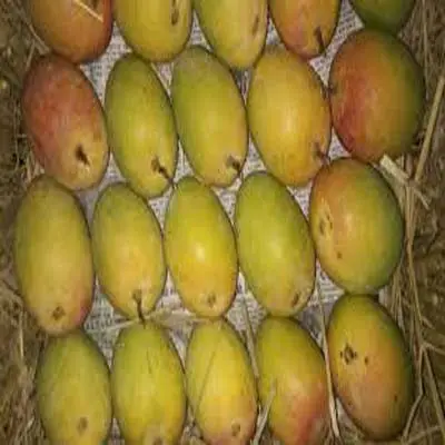 Mango fresco all'ingrosso India / Alphonso Mango Fruit / Mango Pulp