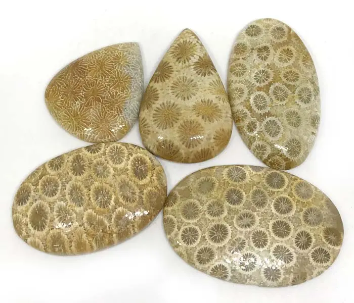 Wholesale Price Natural Fossil Coral Amazing Shape Gemstone Coral Cabochon Loose Stone 40 Carat 26x24x6 MM For Jewelry Making