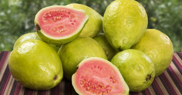 chinese guava importer