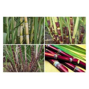 Caña de Azúcar Fresca de la Mejor Calidad / Caña de Azúcar para Exprimir Agua de Vietnam 99 Gold Data - Product Image 1