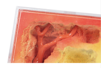 Empire of Ants Cage à fourmis en plastique coloré, écologique, rouge, 8,5x4x6cm
