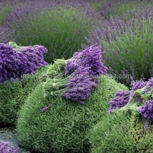 Lavender <b>Essential</b> <b>Oil</b> ( LAVENDULA ANGUSTIFOLIA ) - 100% Pure & Natural Aromatic <b>Oil</b> Top grade wholesale & bulk export - Product Image 3
