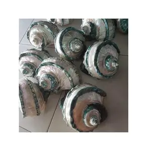 Вьетнамская Натуральная Зеленая раковина турбо-биржесс (нефритовый турбо)-3,5 ''перламутровая для сувенирных украшений ручной работы