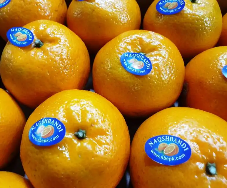 Pakistani sche Kinnow Hochwertige Mandarin Orange Malta Citrus aus Pakistan