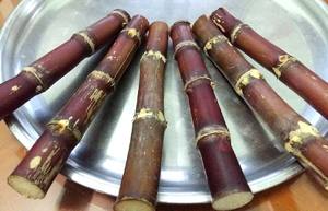 Caña de Azúcar Fresca de la Mejor Calidad / Caña de Azúcar para Exprimir Agua de Vietnam 99 Gold Data - Product Image 2