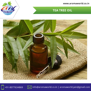OEM Pure Natural Tea Tree <b>Essential</b> <b>Oil</b> <b>for</b> Skin, Hair, Aromatherapy Bulk Wholesale Antibacterial Deep Cleansing Organic Extract - Product Image 3