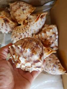 Ornements de décoration de chambre d'artisanat de coquillages naturels et coquille de cauri en gros coquille d'escargot polie pour la décoration de la maison - Product Image 4