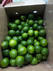 Jennie + 84 358485581, limón verde sin semillas, fresca, alta calidad, de VIETNAM - Product Image 4