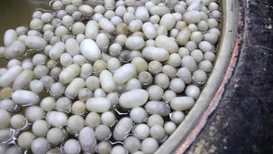 Natural <b>Silkworm</b> Cocoon/ Viet Nam <b>Silkworm</b> Cocoon - Product Image 2